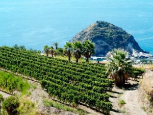 ischia-vigne