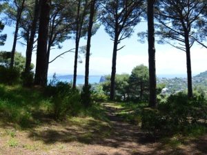 pineta-di-fiaiano-barano-ischia