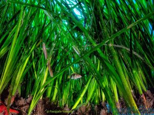 regno-di-nettuno-amp-ischia_1