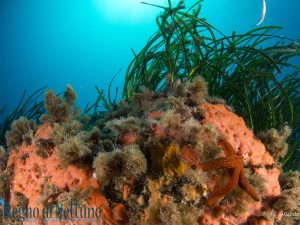 regno-di-nettuno-amp-ischia_3