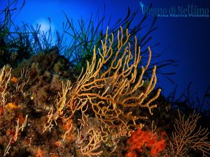 regno-di-nettuno-amp-ischia_4