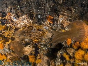 regno-di-nettuno-amp-ischia_5