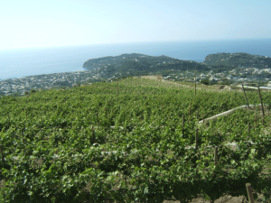 vini_campani_ischia
