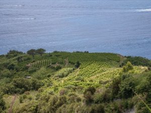 Tenuta_Cantina_Mazzella-min