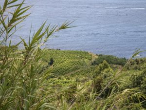 Tenuta_Cantina_Mazzella_2-min